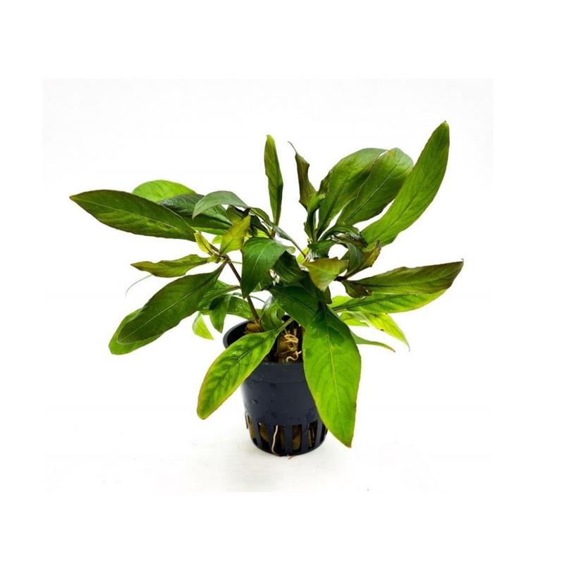 Planta acvariu Hygrophila corymbosa Siamensis Stoffels - imagine 3